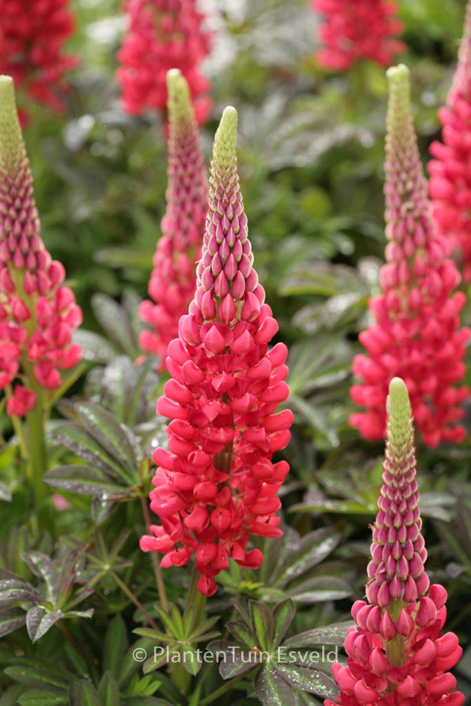 Lupinus ‚Red Rum‘ (WESTCOUNTRY SERIES)