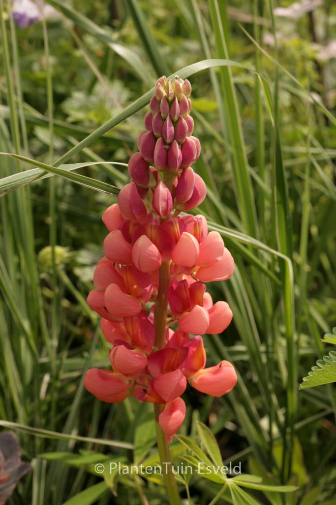 Lupinus ‚Terracotta‘