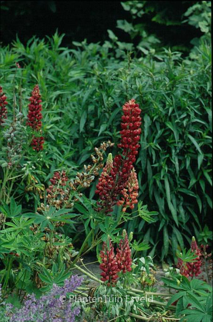 Lupinus ‚The Chatelaine‘