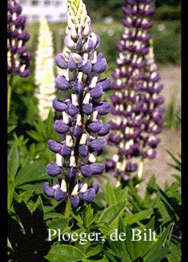 Lupinus ‚The Governor‘