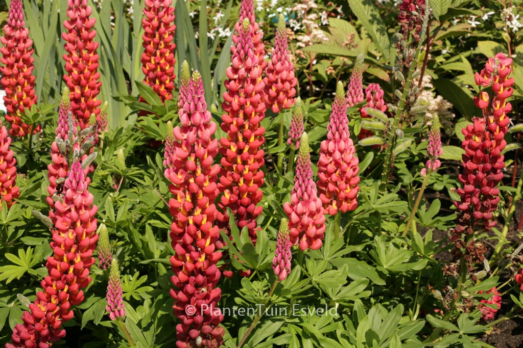 Lupinus ‚Towering Inferno‘ (WEST COUNTRY SERIE)