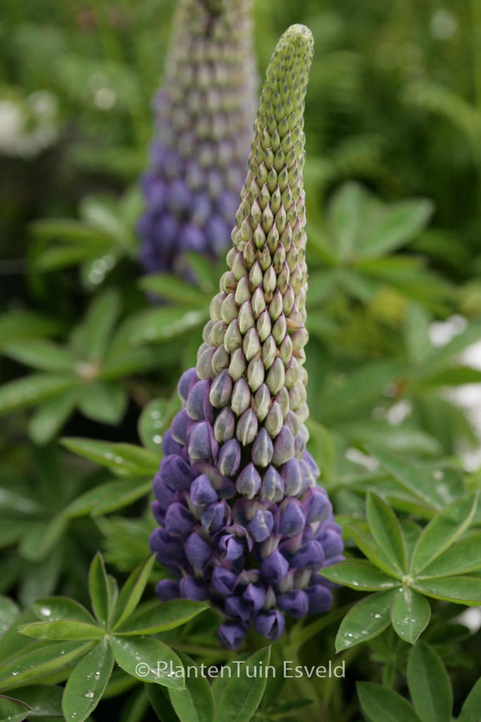 Lupinus West Country ‚Persian Slipper‘
