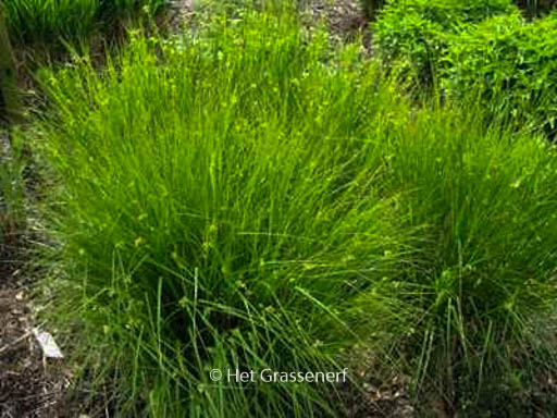 Luzula nivea ‚Schneehaeschen‘