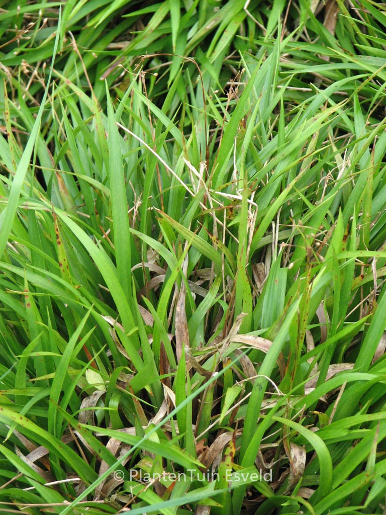 Luzula pilosa