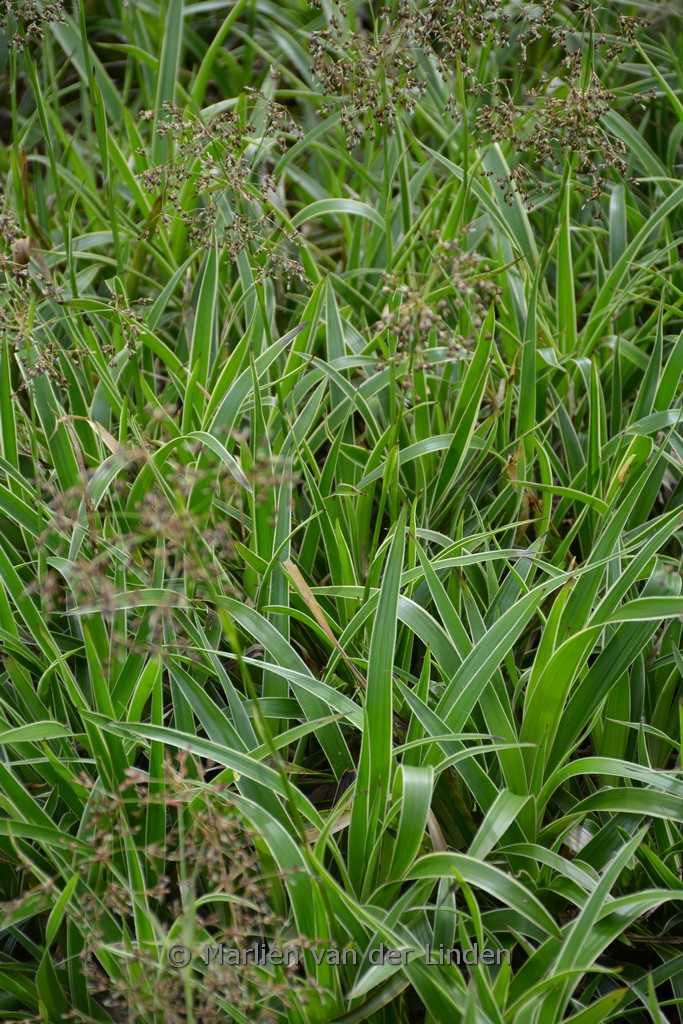 Luzula sylvatica ‚Marginata‘