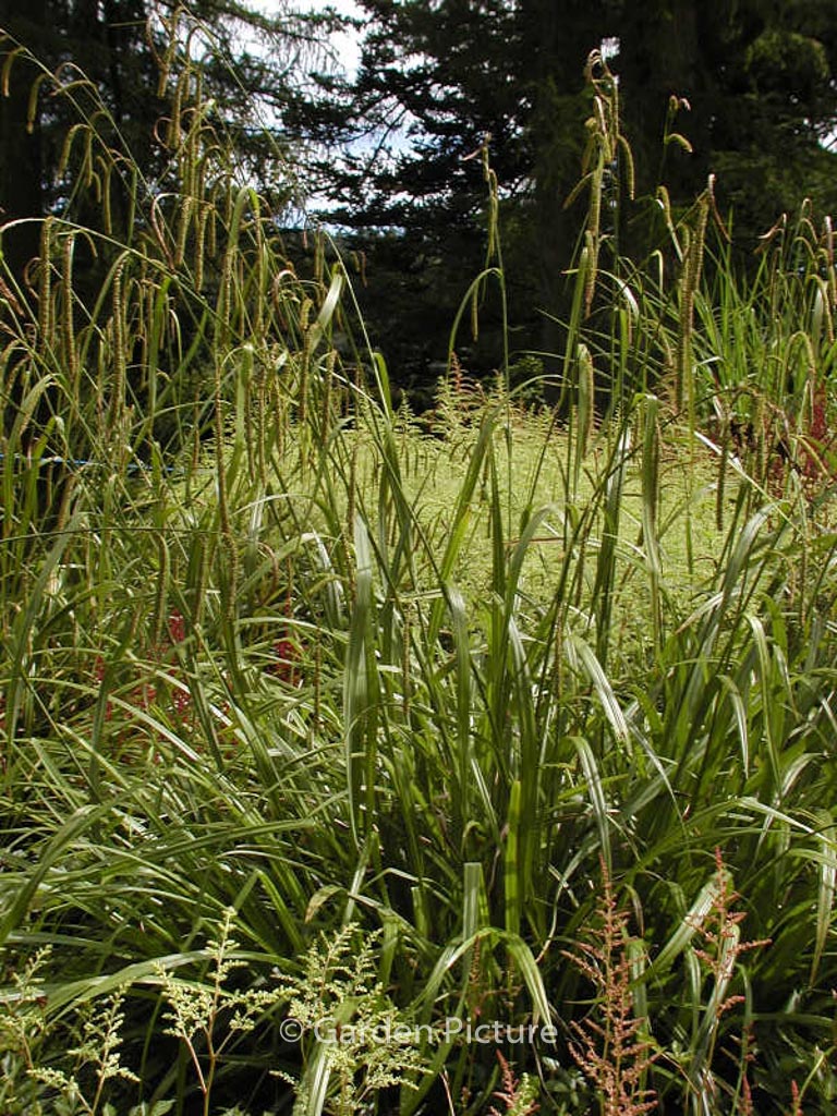 Luzula sylvatica ‚Tauernpass‘