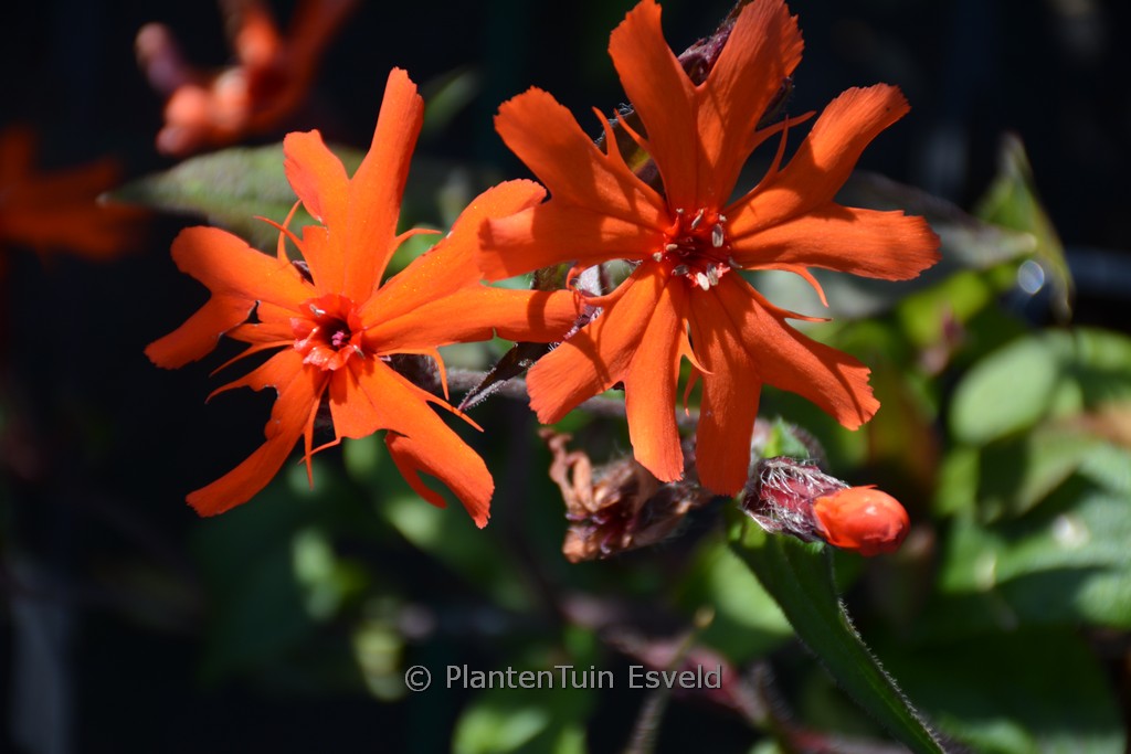 Lychnis arkwrightii ‚Vesuvius‘