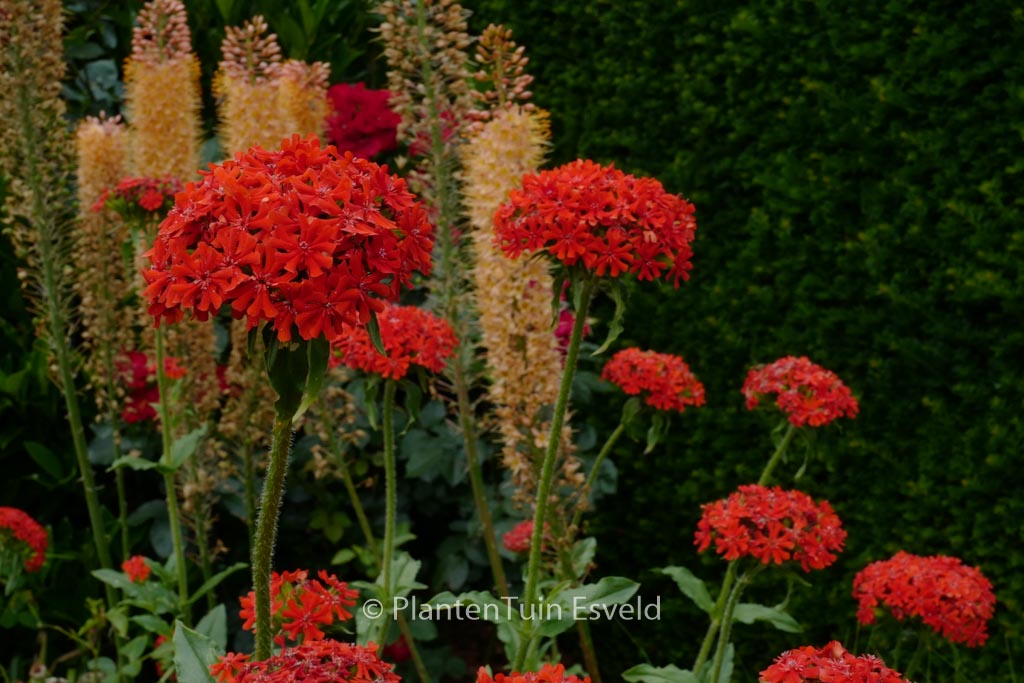 Lychnis chalcedonica