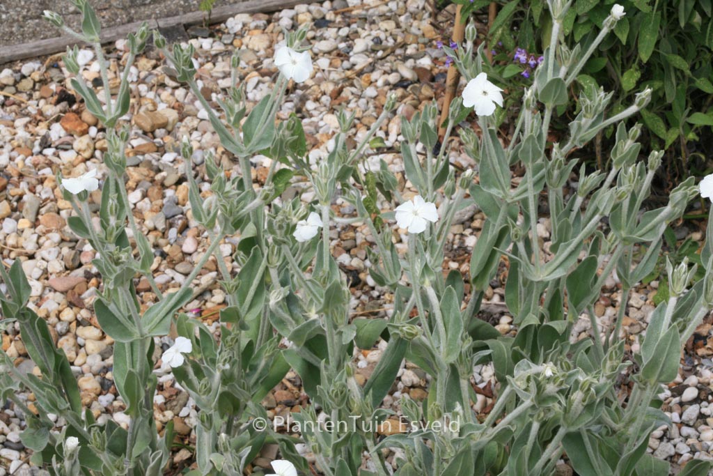 Lychnis coronaria ‚Alba‘