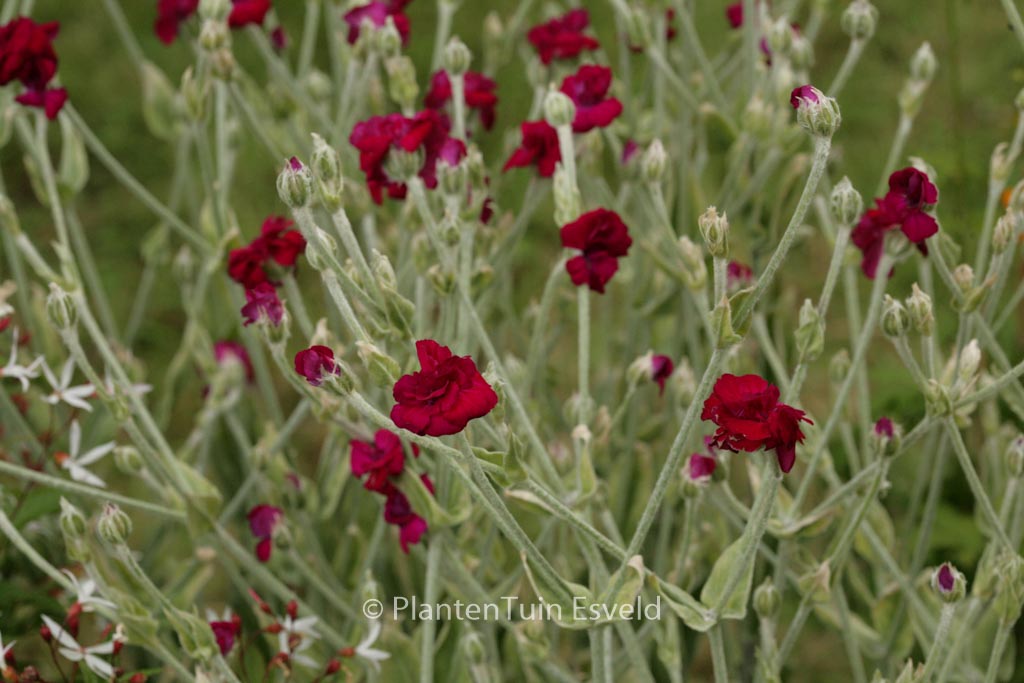 Lychnis coronaria ‚Gardeners World‘