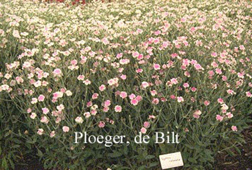 Lychnis coronaria ‚Oculata‘