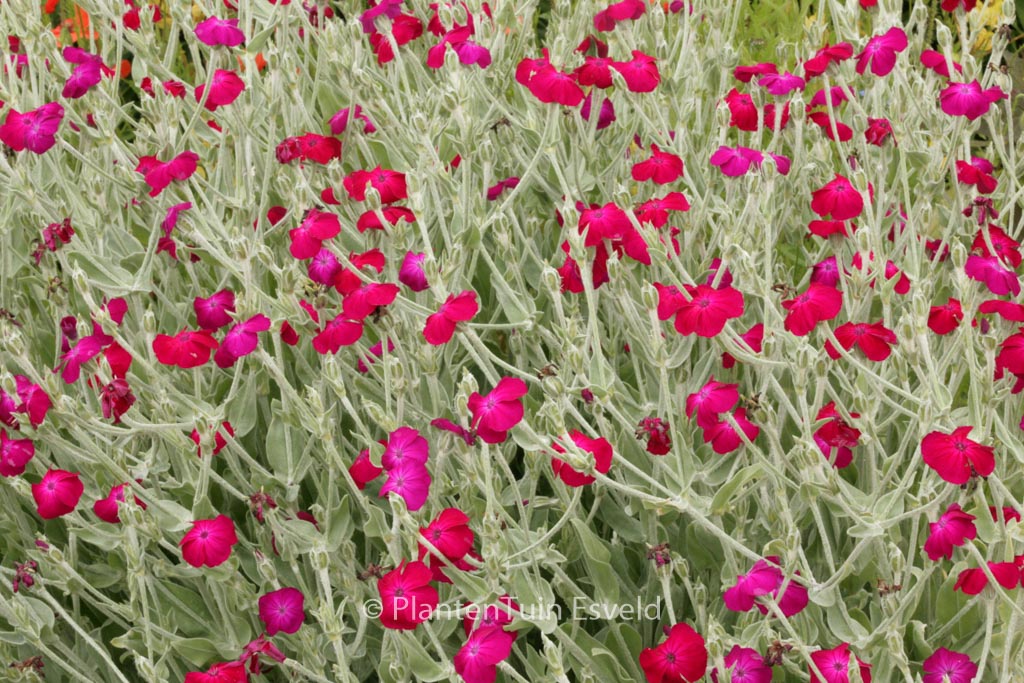 Lychnis coronaria