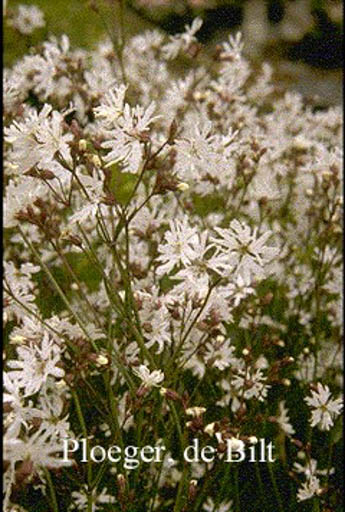 Lychnis flos-cuculi ‚Alba‘