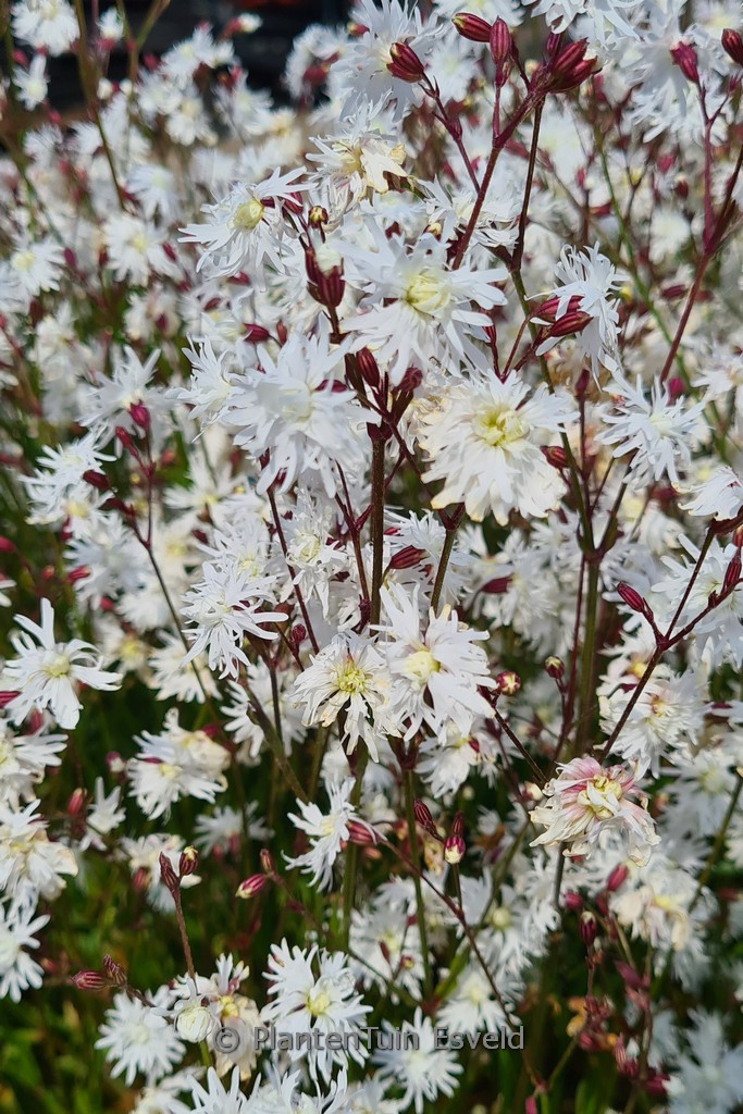 Lychnis flos-cuculi ‚Petit Henri‘