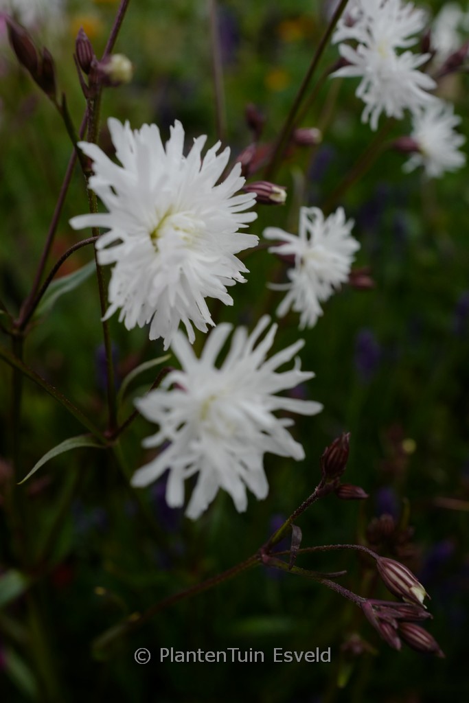 Lychnis flos-cuculi ‚White Robin‘