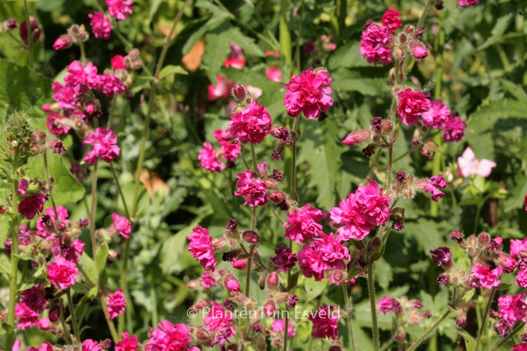 Lychnis viscaria ‚Plena‘
