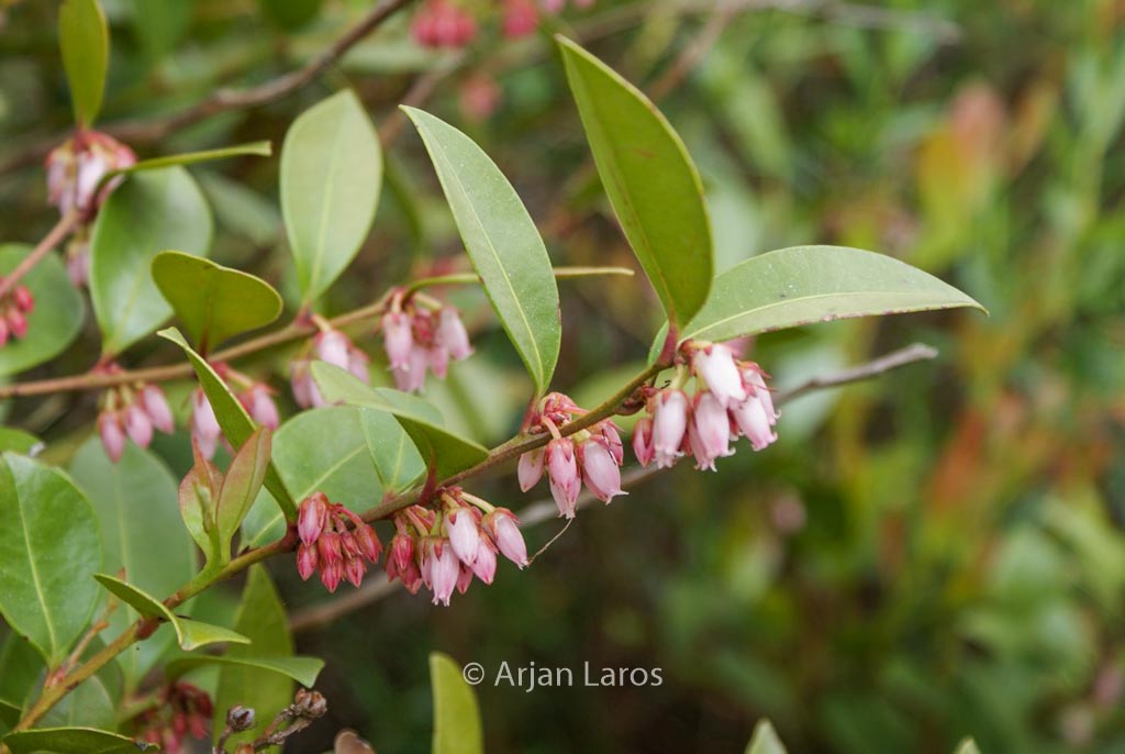 Lyonia lucida