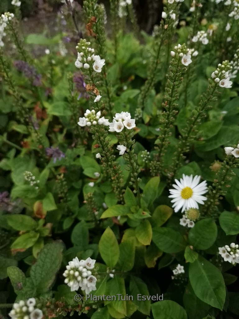 Lysimachia ‚Innlyscand‘ (CANDELA)