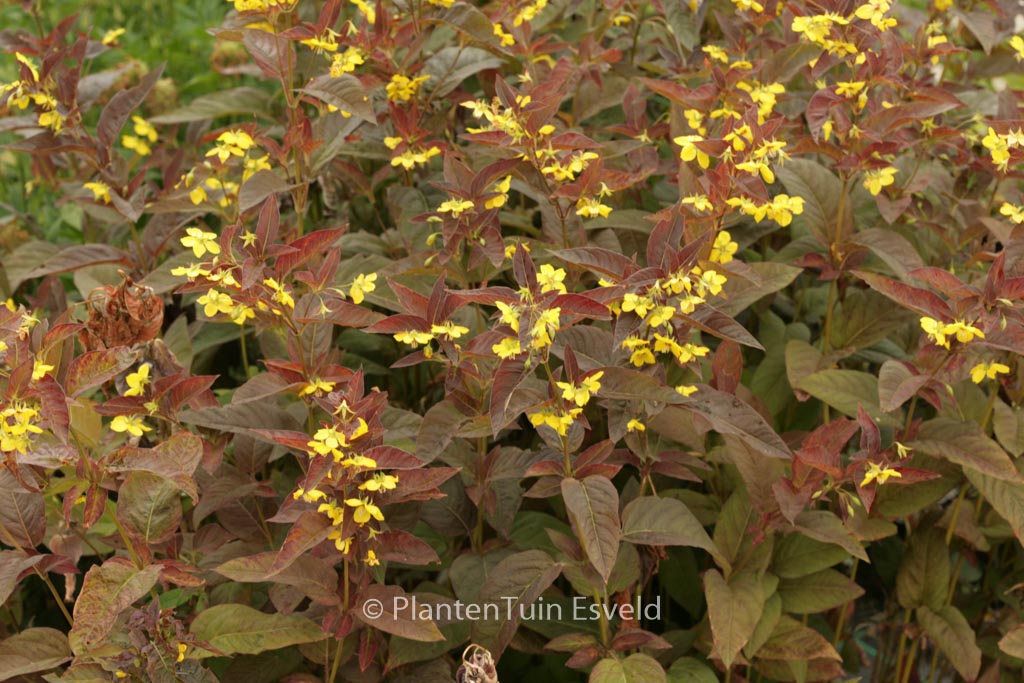 Lysimachia ciliata ‚Firecracker‘