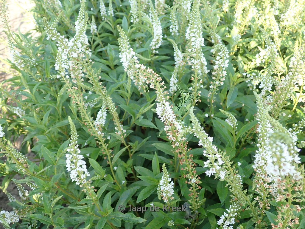 Lysimachia clethroides ‚Snow Candles‘