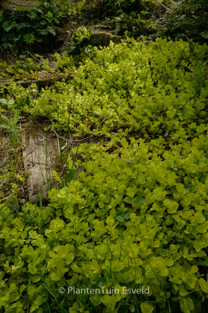 Lysimachia nummularia ‚Aurea‘