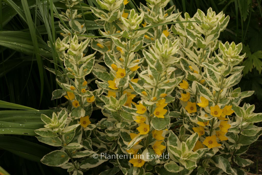 Lysimachia punctata ‚Alexander‘