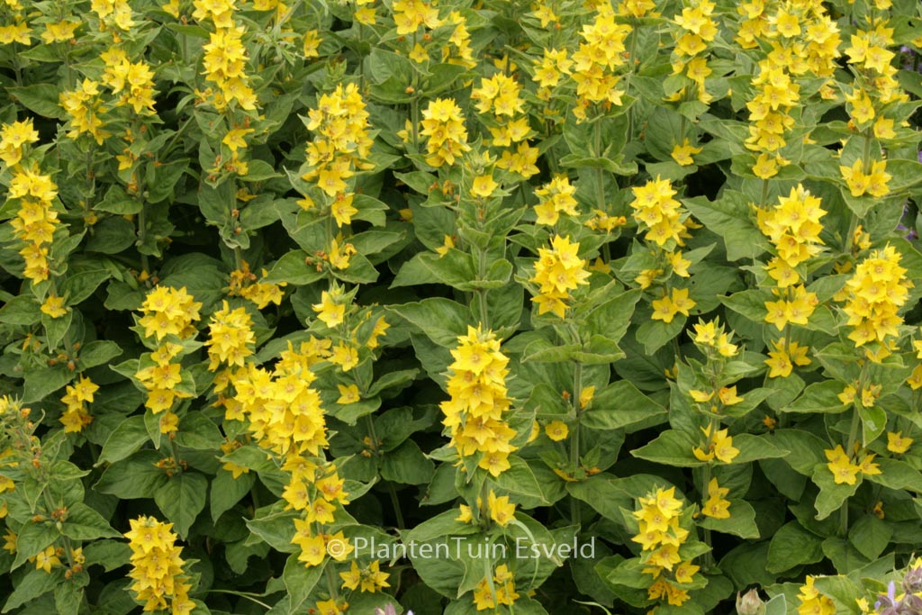 Lysimachia punctata