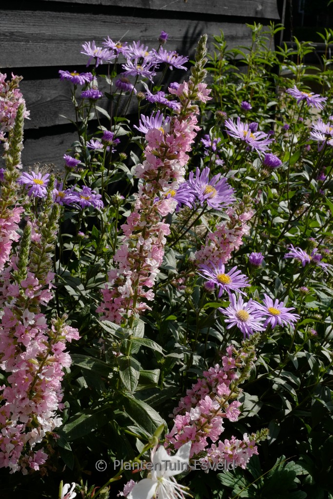 Lythrum salicaria ‚Blush‘