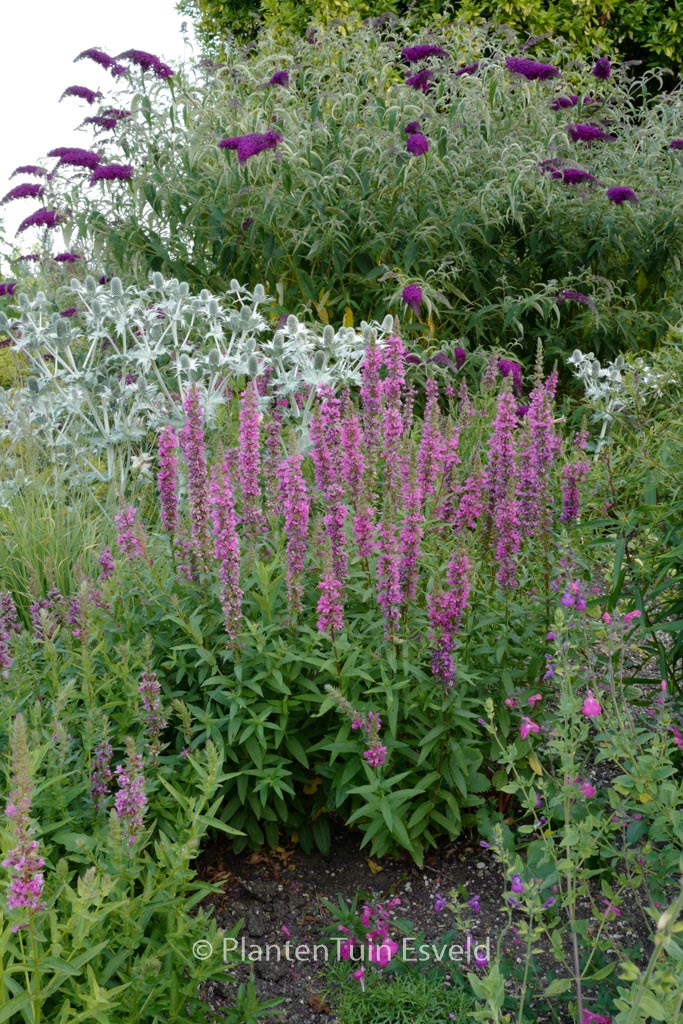 Lythrum salicaria ‚Feuerkerze‘
