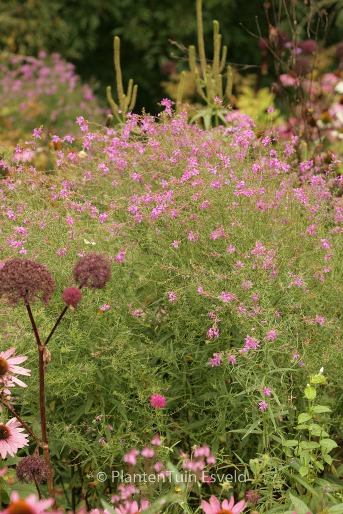 Lythrum salicaria ‚Swirl‘
