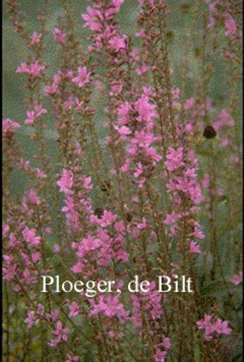 Lythrum virgatum ‚Dropmore Purple‘