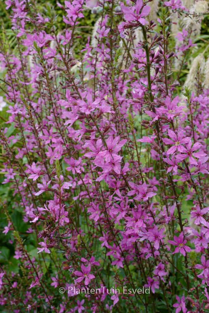 Lythrum virgatum ‚Rose Queen‘