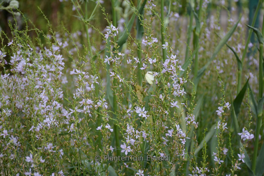 Lythrum virgatum ‚White Swirl‘