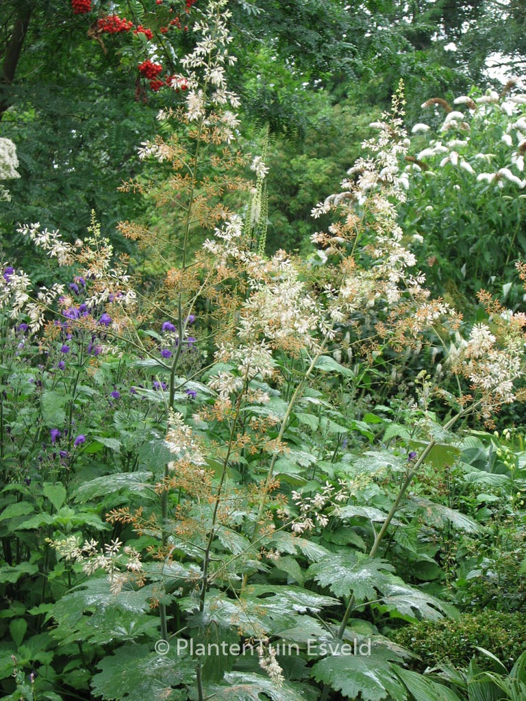 Macleaya microcarpa ‚Kelway’s Coral Plume‘