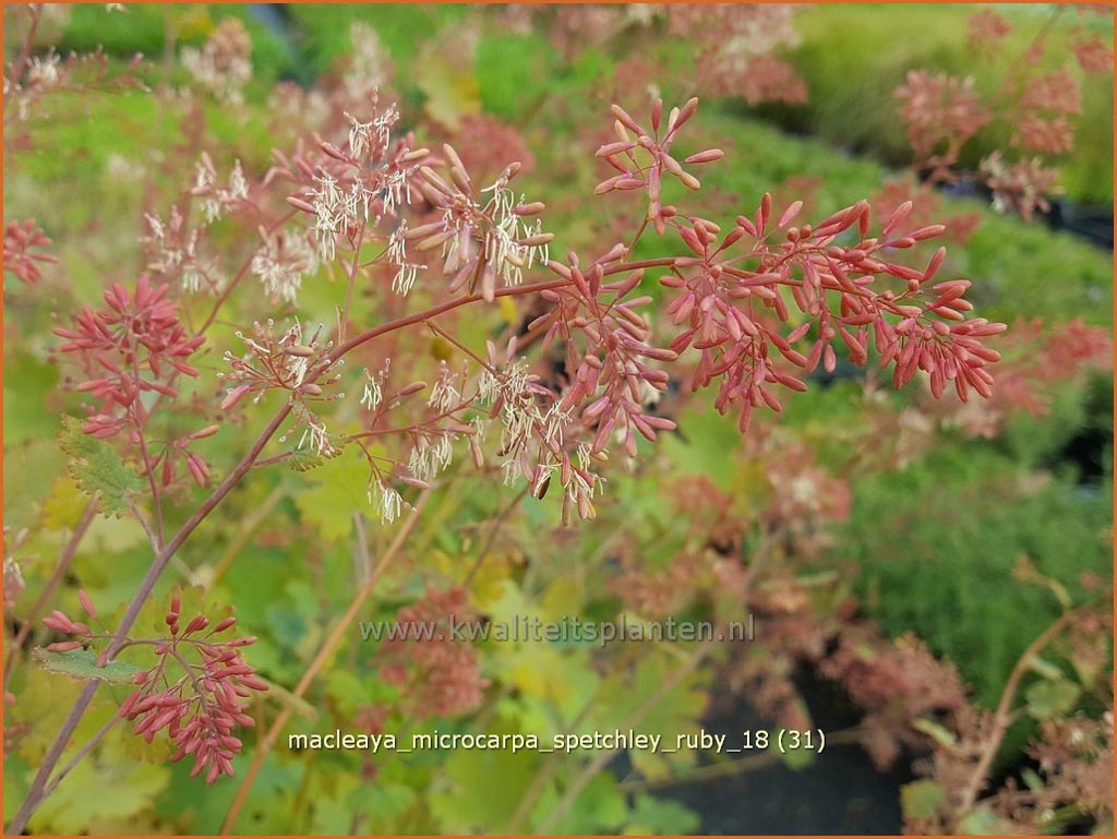 Macleaya microcarpa ‚Spetchley Ruby‘