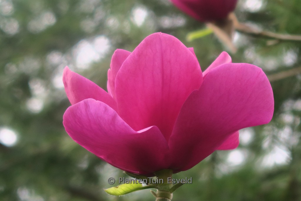 Magnolia ‚Anne Leitner‘