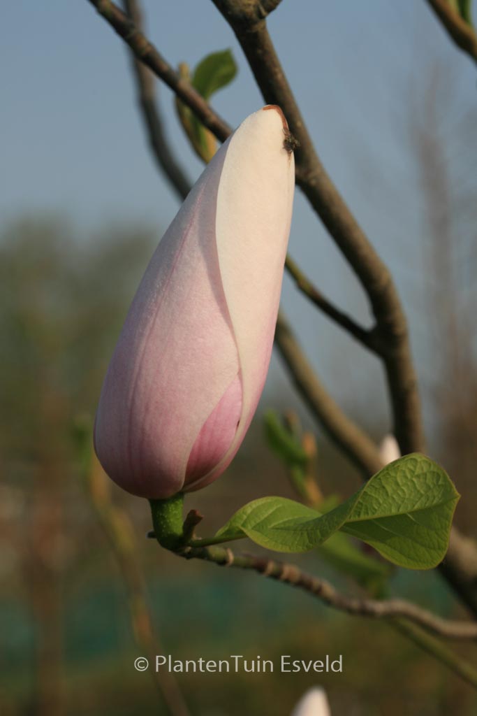 Magnolia ‚Anne Rosse‘ x ‚Leda‘
