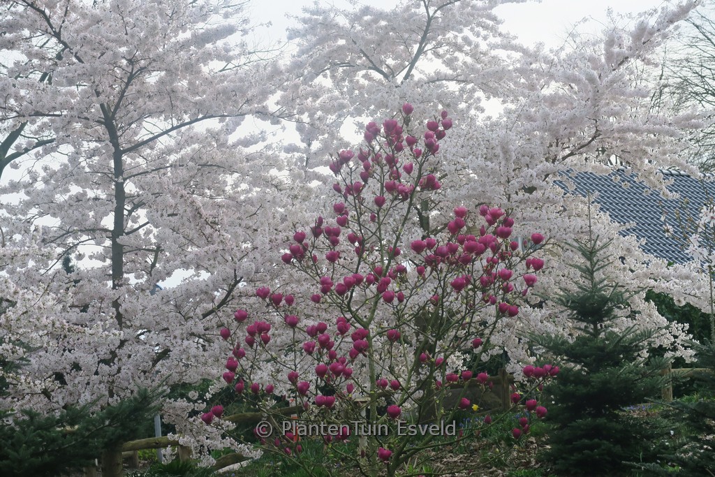 Magnolia ‚Antje Zandee‘