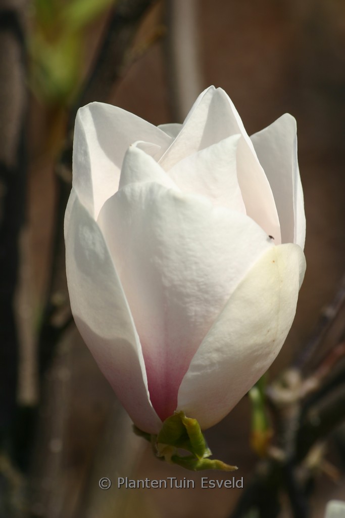 Magnolia ‚Asian Artistry‘