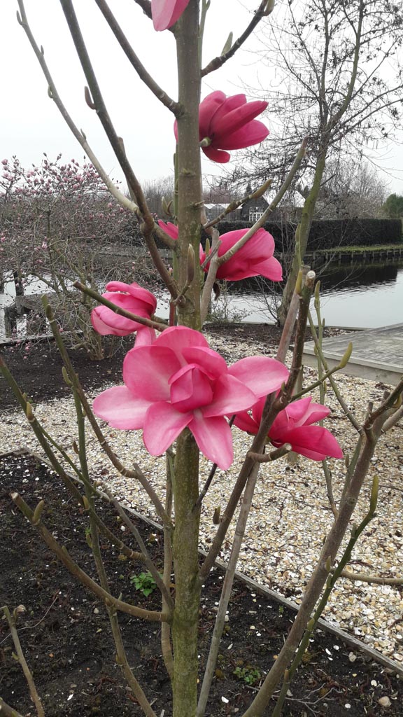 Magnolia ‚Aurora‘