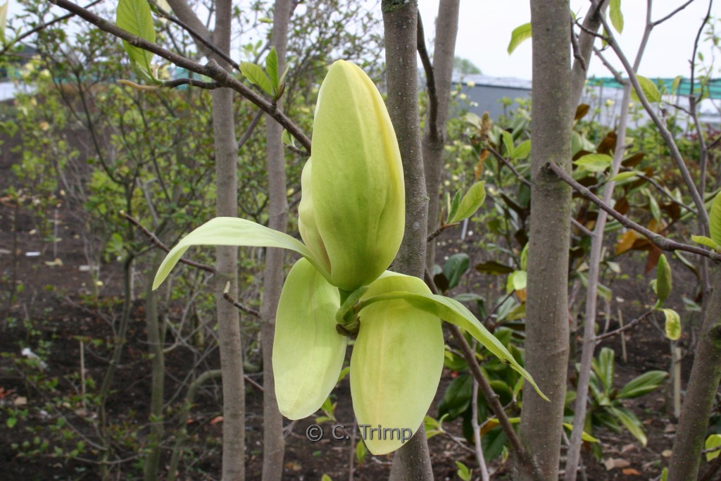 Magnolia ‚Banana Split‘