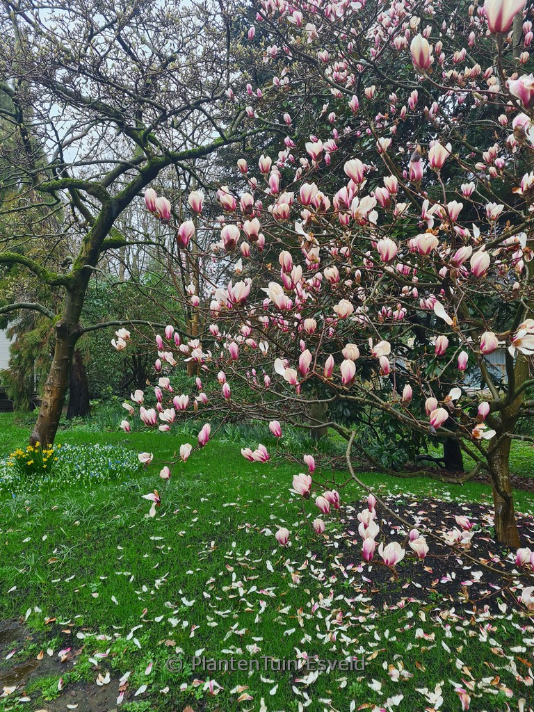 Magnolia ‚Bjuv‘