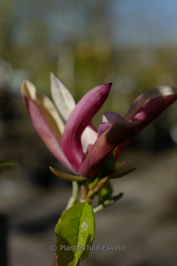 Magnolia ‚Black Beauty‘