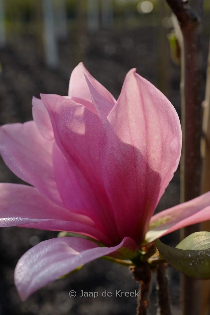 Magnolia ‚Blushing Belle‘