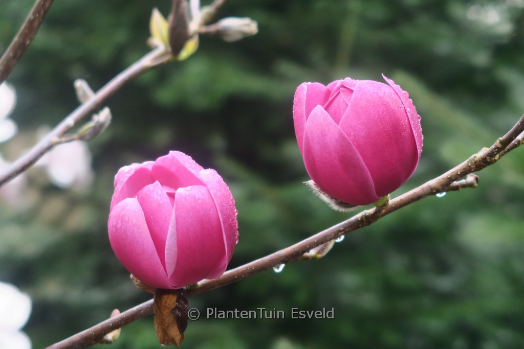 Magnolia ‚Brixton Belle‘