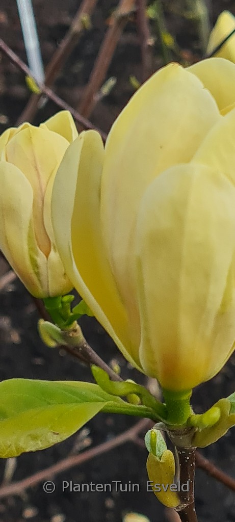 Magnolia ‚Butterbowl‘