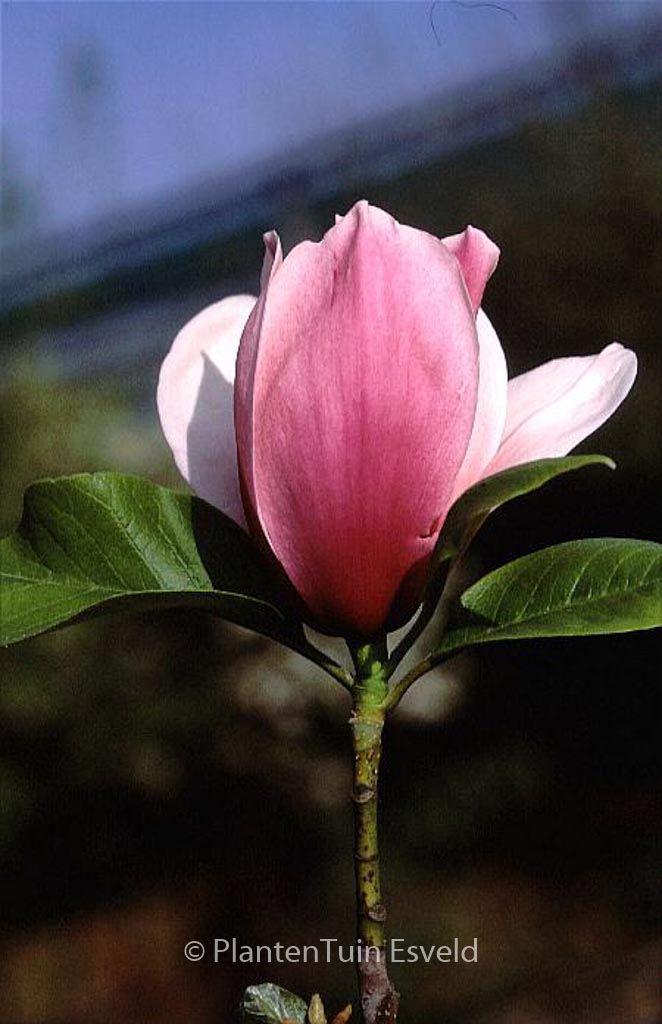 Magnolia ‚Caerhays Belle‘