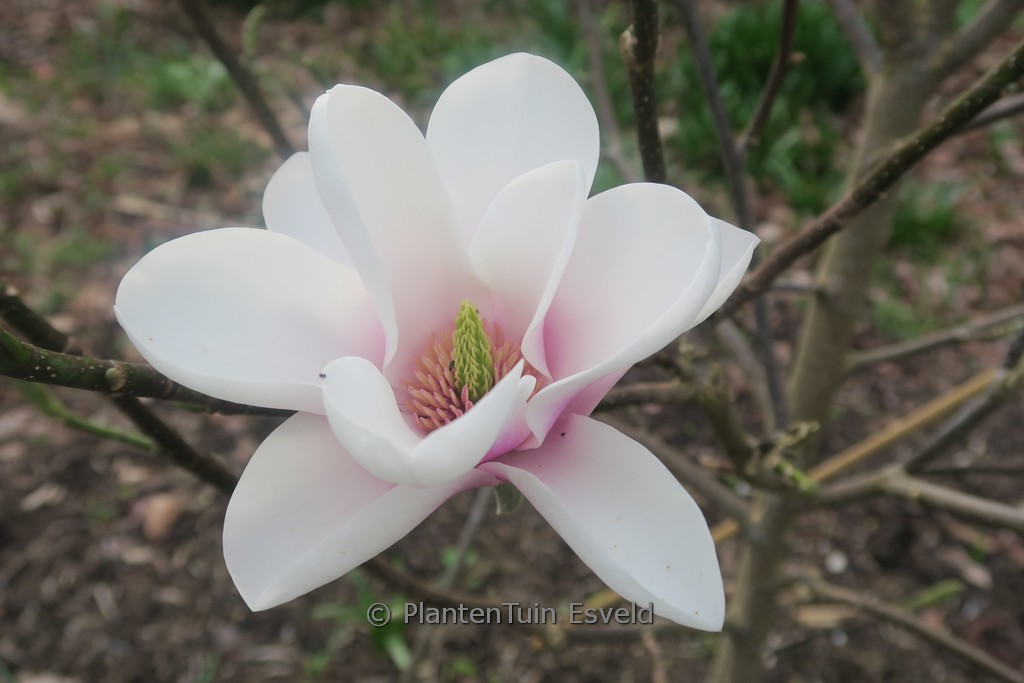 Magnolia ‚Cassiopeia‘