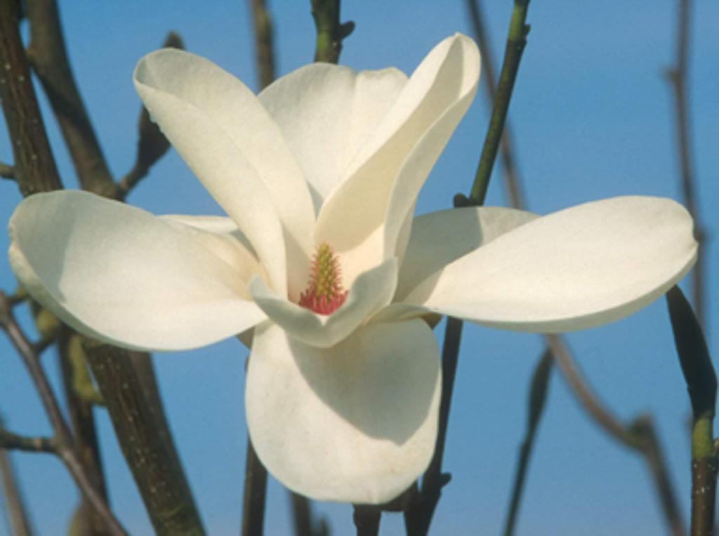 Magnolia ‚Cecil Nice‘