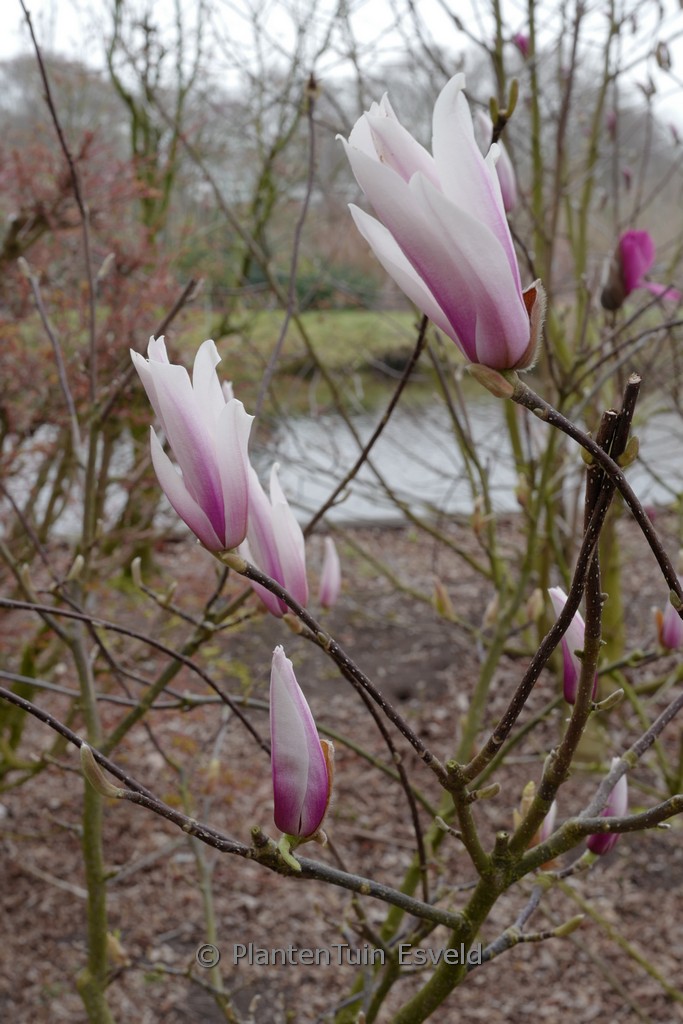 Magnolia ‚Chang Hua‘ (CHAMELEON)